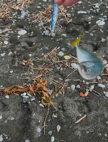 ワカシの釣果