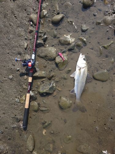 セイゴ（マルスズキ）の釣果