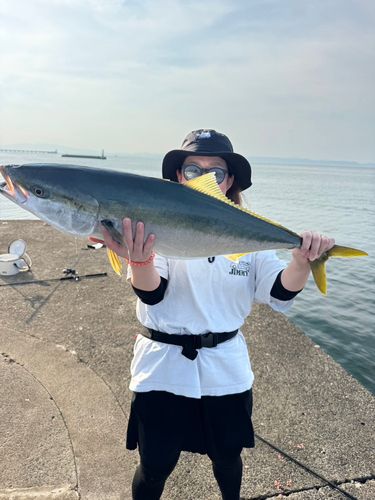 ブリの釣果