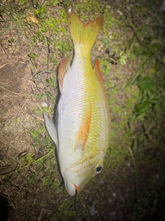 クチナジの釣果