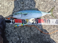 フクラギの釣果
