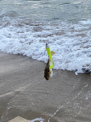 クサフグの釣果