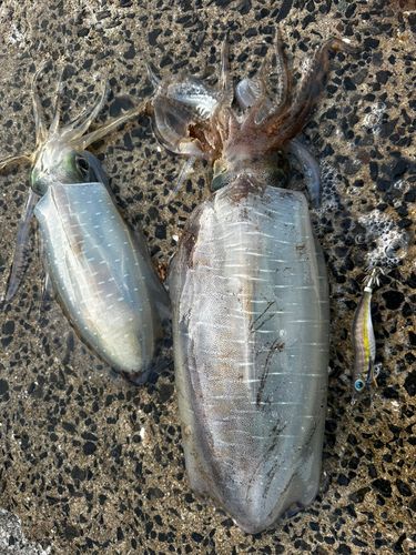 アオリイカの釣果