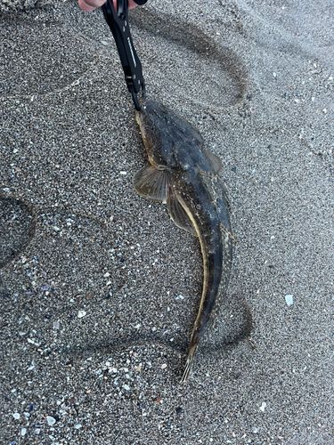 マゴチの釣果