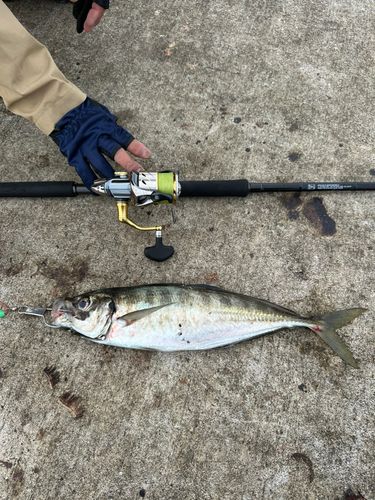 マアジの釣果