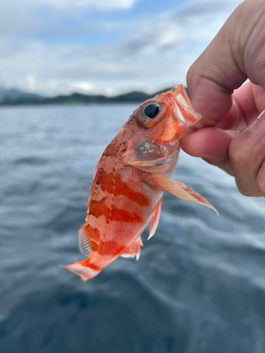 ユメカサゴの釣果