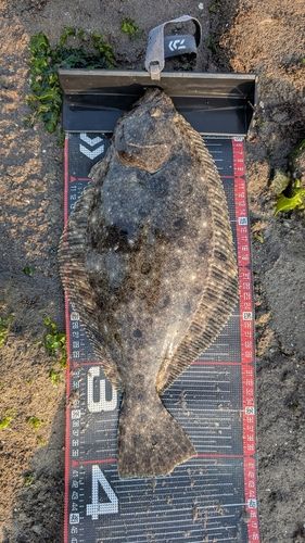 ヒラメの釣果