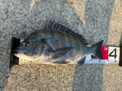 クロダイの釣果