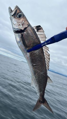 カゴカマスの釣果