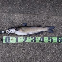 アメリカナマズ