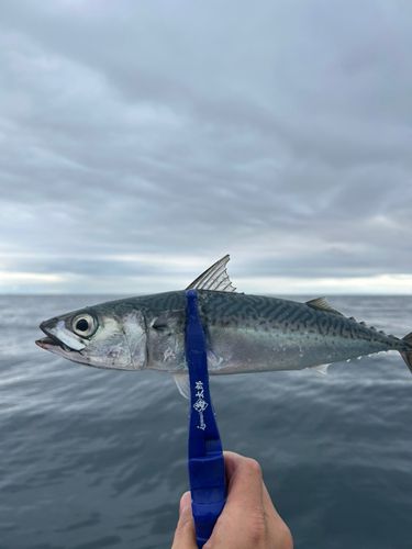 マサバの釣果
