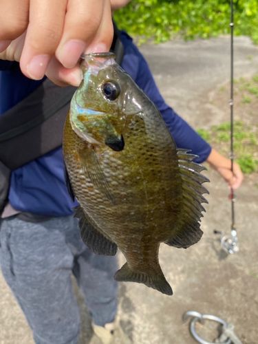 ブルーギルの釣果