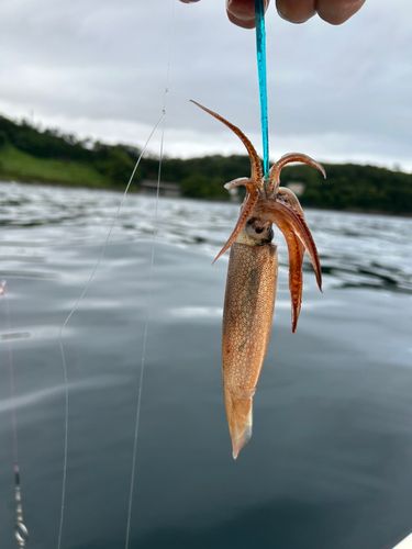 ムギイカの釣果