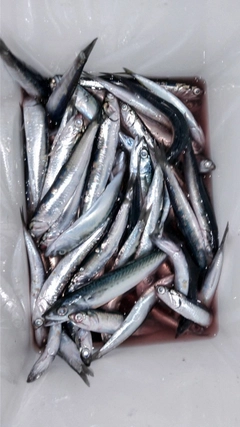 サバの釣果