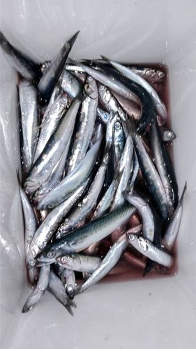 サバの釣果