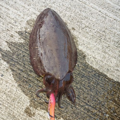 コウイカの釣果