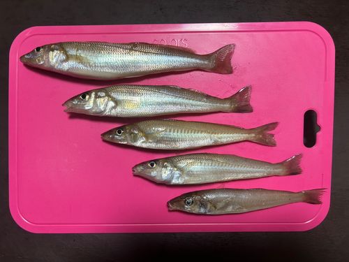 シロギスの釣果