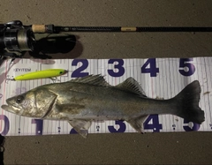 スズキの釣果