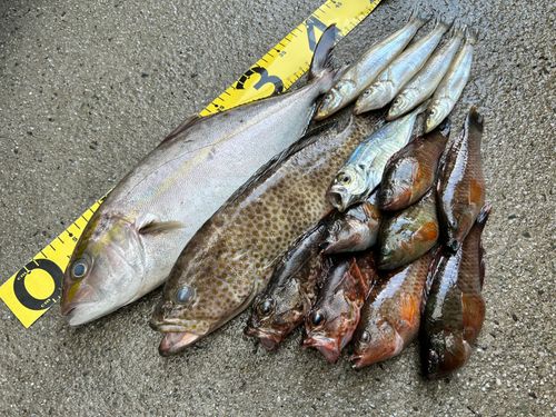 カンパチの釣果