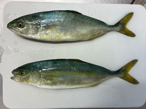 ワカシの釣果