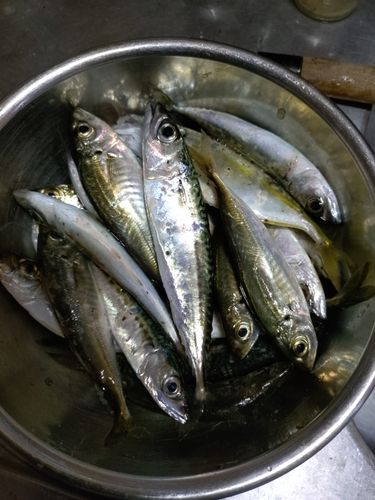 サバの釣果