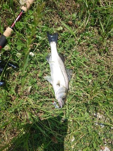 セイゴ（マルスズキ）の釣果