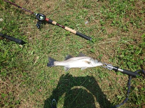 セイゴ（マルスズキ）の釣果