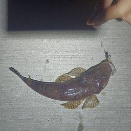 マゴチ