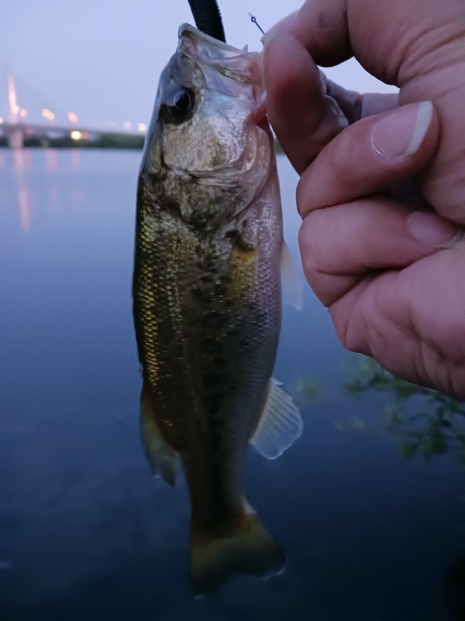 ラージマウスバス