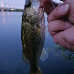 ラージマウスバス