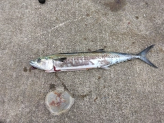 サゴシの釣果