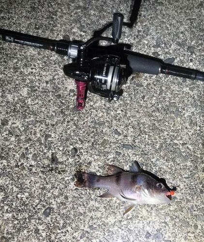 ヨコスジイシモチの釣果