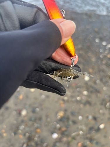 エビの釣果