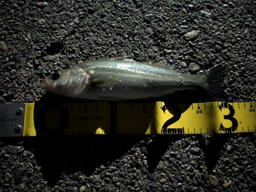 セイゴ（ヒラスズキ）の釣果