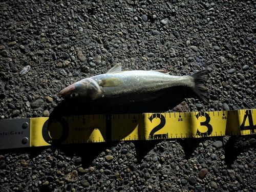 セイゴ（ヒラスズキ）の釣果