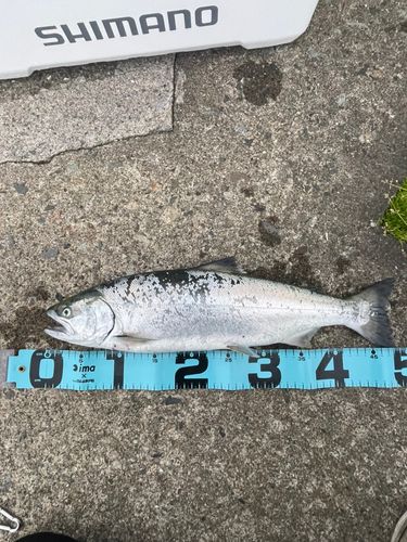 サクラマスの釣果