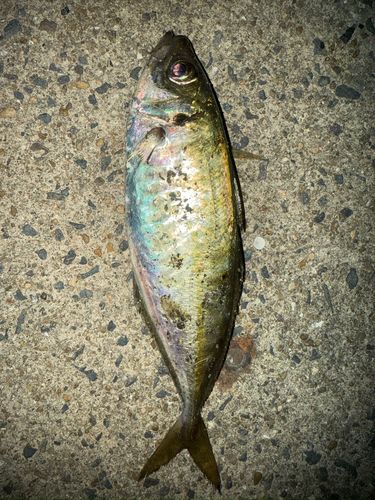 マアジの釣果