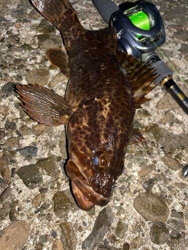 タケノコメバルの釣果