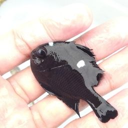 ミツボシクロスズメダイ