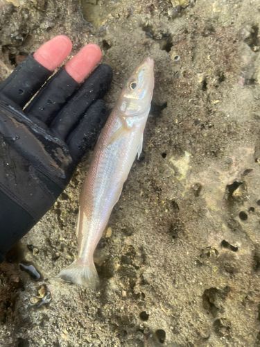 シロギスの釣果