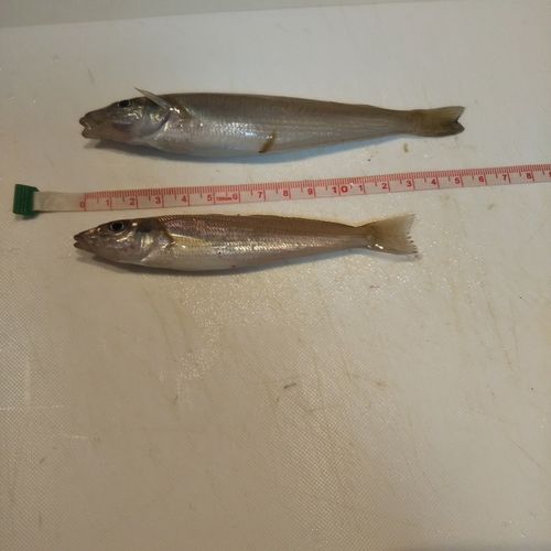 シロギスの釣果