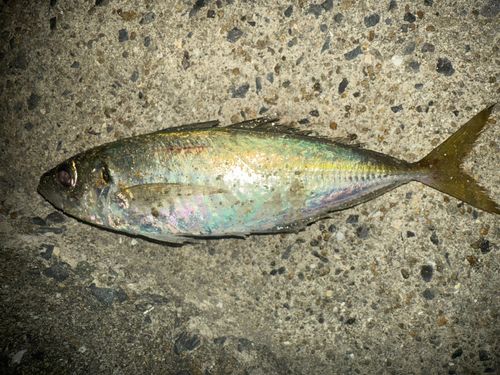 マアジの釣果