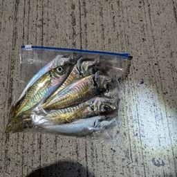 アジ