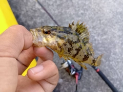タケノコメバルの釣果