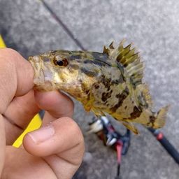 タケノコメバル