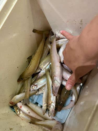 キスの釣果