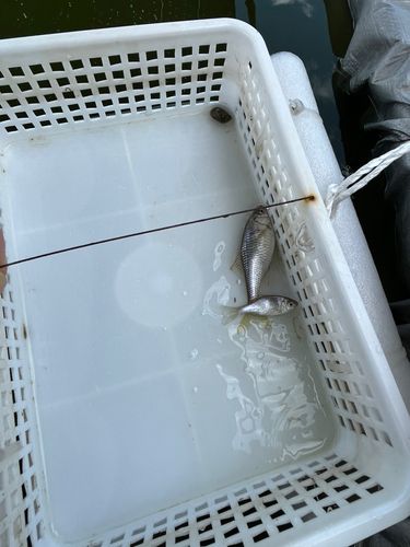 タナゴの釣果