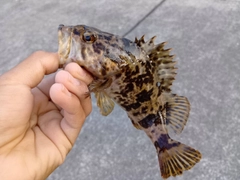 タケノコメバルの釣果