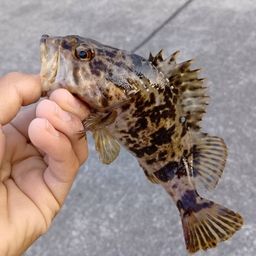 タケノコメバル