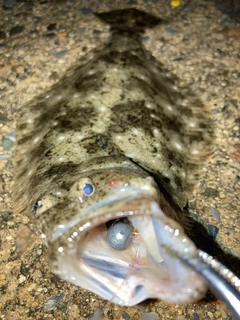 ヒラメの釣果